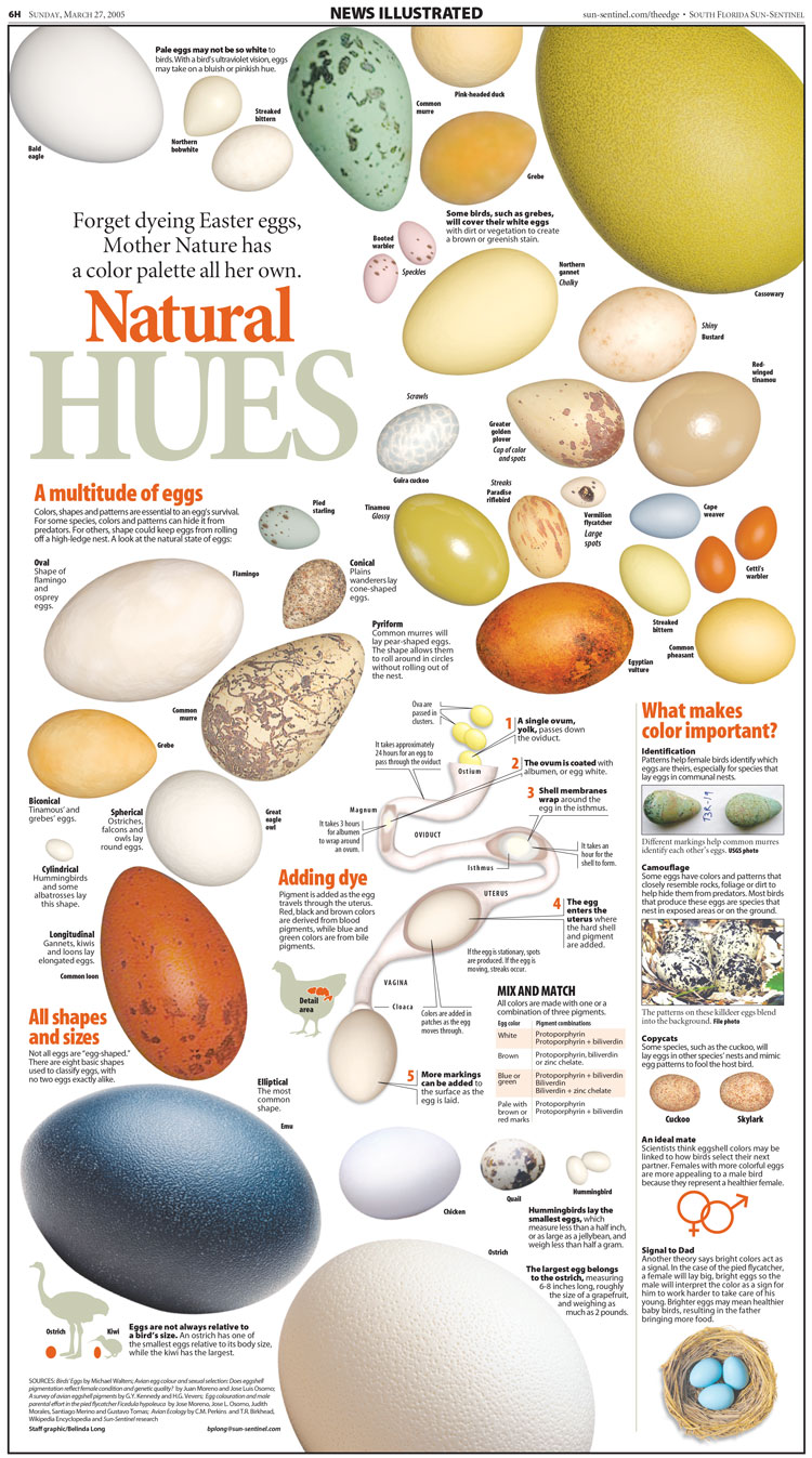 Natural Egg Hues infographic Belinda Ivey