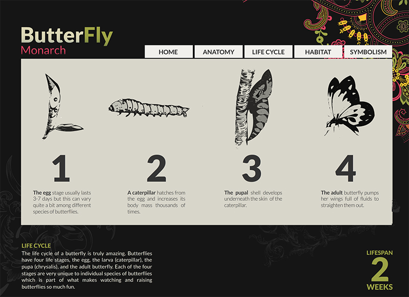 butterfly_web_flash_design2