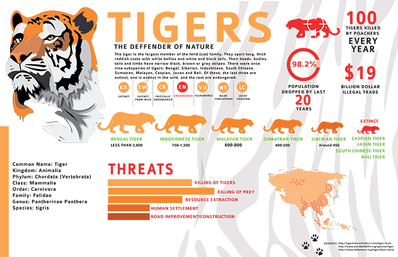 habis_tiger_extinct_infographic